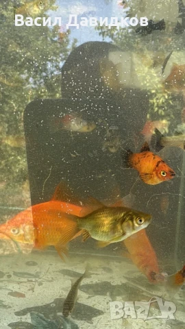 Рибки за аквариум живородни , снимка 9 - Рибки - 51151476