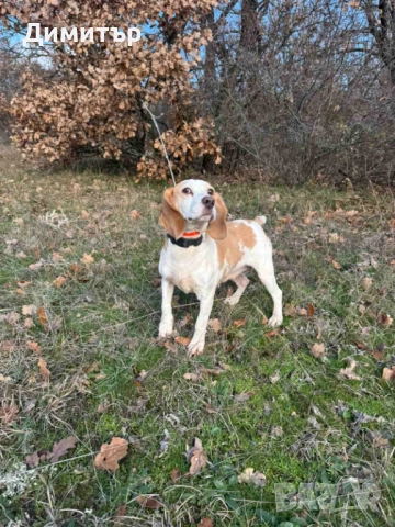 Бигъл , снимка 3 - Бигъл - 52596021