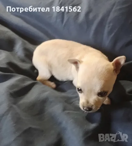 Продава се мъжки пинчер , снимка 3 - Пинчер - 56376533