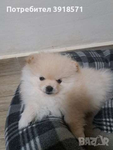 продавам померан момче
