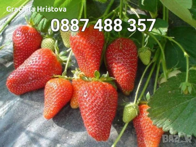 Продавам разсад ягоди , снимка 12 - Сортови семена и луковици - 53615558