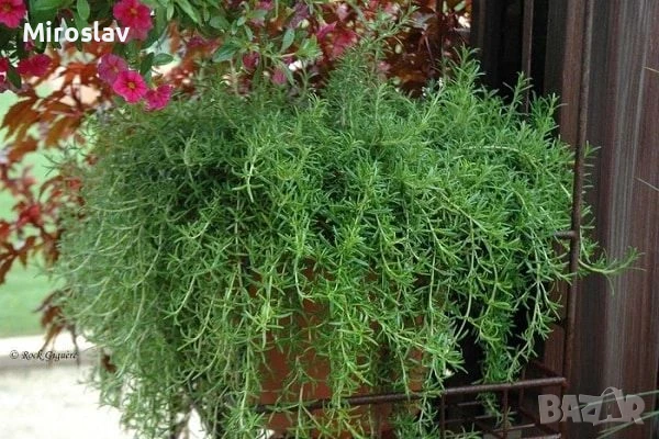 Розмарин (Каскаден), снимка 3 - Градински цветя и растения - 51188927