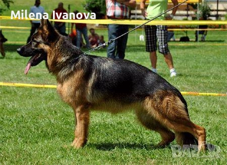 Отлично мъжко куче за разплод , снимка 13 - Немска овчарка - 51534737