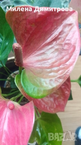 Антуриум , снимка 8 - Стайни растения - 51824526