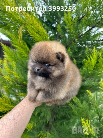 Уникални мини момчета, снимка 8 - Померан - 53563506