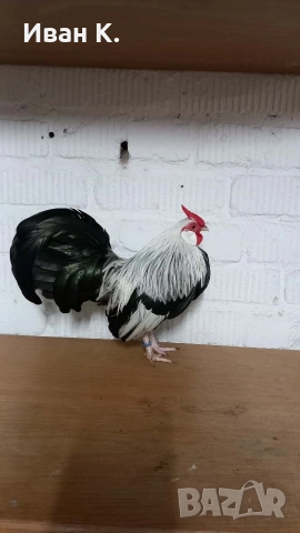 Продавам сребърен Розкомб., снимка 16 - Кокошки и пуйки - 44640537