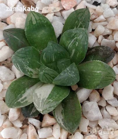 Хавортия (Haworthia Marin variegated obtusa Marine, ハオルチア　マリン ハオルチア　オブツーサ錦), вкоренено сукулент, снимка 1