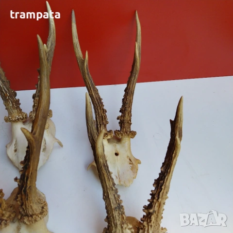 НАЙ ДОБРАТА ОФЕРТА Стари Немски Трофей, рога Сръндаг , снимка 4 - Антикварни и старинни предмети - 53710820