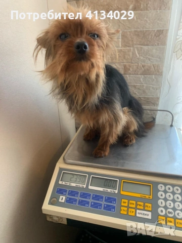 Две мини Йорки мъжки на 1 година и един стандартен мъжки, снимка 18 - Йоркширски териер - 53227851