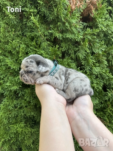 френски булдог/french Buldog, снимка 5 - Френски булдог - 55725415