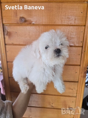 мини малтийска болонка, снимка 2 - Болонка - 53045076