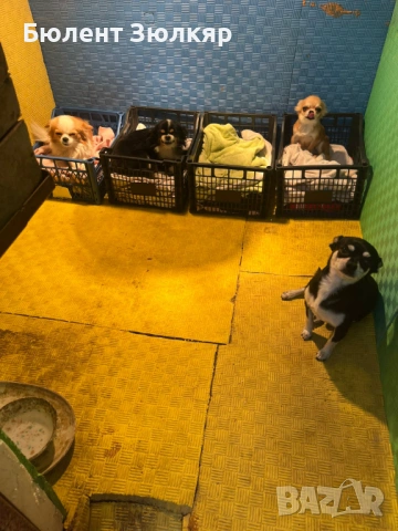 Мини чихуахуа , снимка 11 - Чихуахуа - 53602754