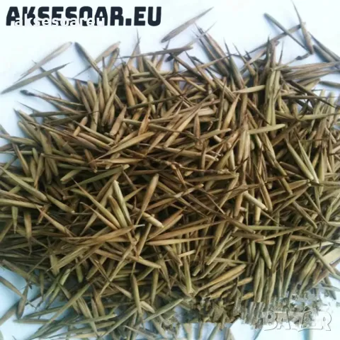 Oпаковка 60 висококачествени семена за посев и разсад от черен бамбук Bambusaceae градински растения, снимка 17 - Сортови семена и луковици - 48992756