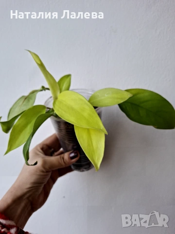 Филодендрон, philodendron Malay Gold, снимка 2 - Стайни растения - 53702382