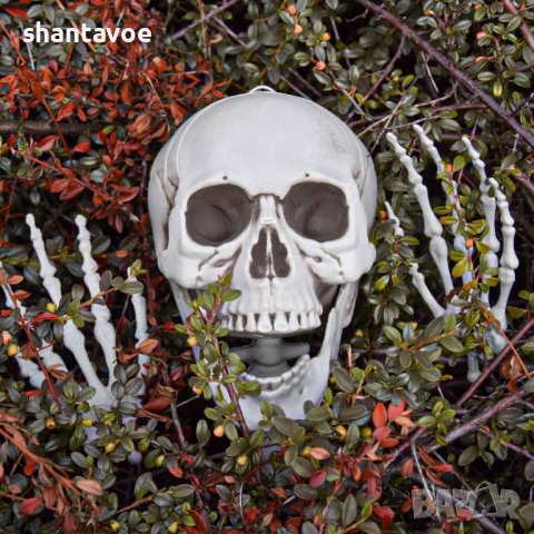 Човешки скелет в естествен размер 170 см - декор за парти, снимка 7 - Декорация за дома - 42576077
