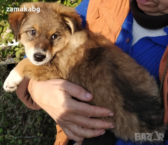 Подаряваме кученца бездомничета пухени бобчета, снимка 10 - Други - 52430271