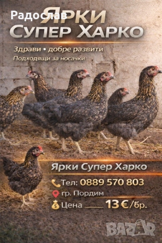 Ярки Супер Харко за яйца и месо 