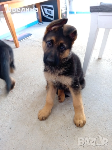 Немски овчарки, снимка 4 - Немска овчарка - 52916892