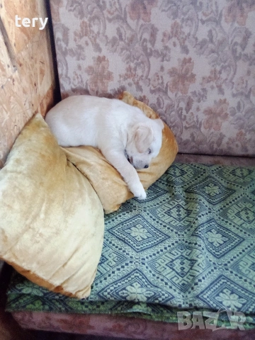 Продавам Голдън ретривър бебе, снимка 4 - Голдън ретривър - 53014878