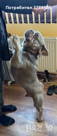 Френски булдог за разплод, снимка 3 - Търси партньор - 53838150