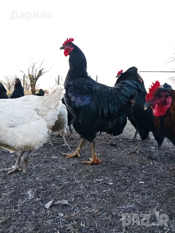 Яйца за разплод от кокошки Джърси Гигант