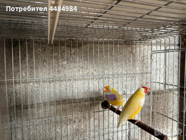 Продавам гулдови амадини , снимка 8 - Амадини - 53062839