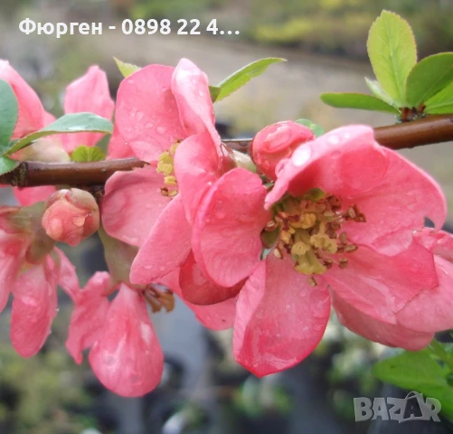 Японска дюля - Цидония, снимка 11 - Разсади - 41169747