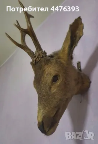 Трофей - Глава на Сръндак, снимка 5 - Други ценни предмети - 50337244