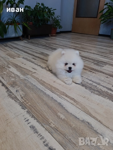 померан момче , снимка 5 - Померан - 52928704