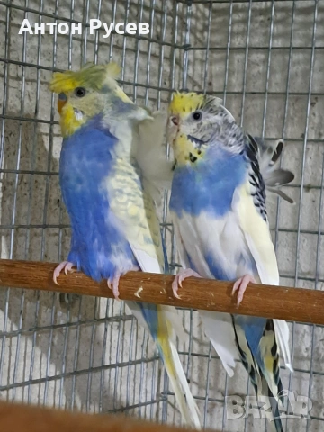 вълнисти рейнбол и хеликоптери, снимка 9 - Папагали - 53817570