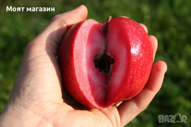 Ябълка Redlove-Sirena, снимка 2 - Градински цветя и растения - 53631761