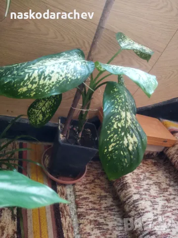 Дифенбахия стайно цвете , снимка 12 - Стайни растения - 48091588