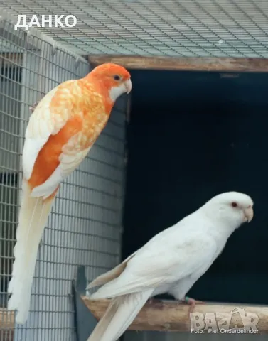 СВОБОДНИ ПЕНАНТОВИ РОЗЕЛИ-МУТАЦИЙ., снимка 5 - Папагали - 46568545