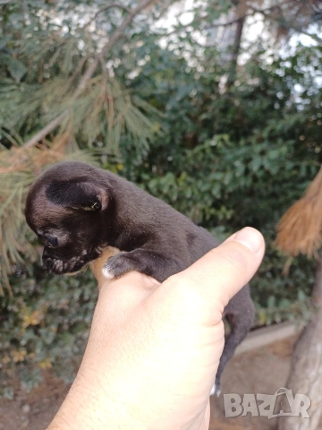 Мини чихуахуа , снимка 3 - Чихуахуа - 53086019