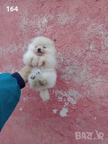 Малък Шпиц - Померан. Снимки от днес, снимка 8 - Померан - 52874429