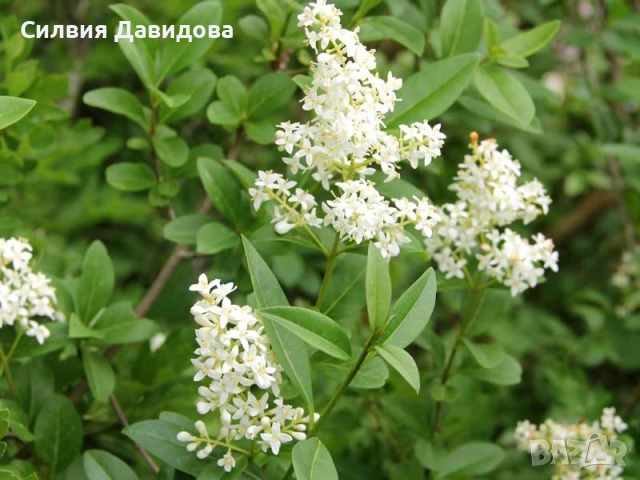 0.70 лв Лигуструм на корен, снимка 6 - Градински цветя и растения - 52023071