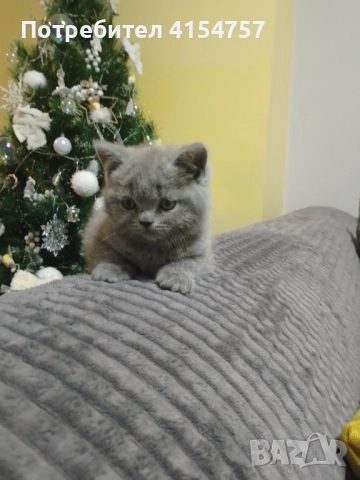 Британски принцеси, снимка 6 - Британска късокосместа - 52917554