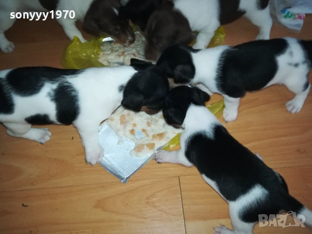 JACK RUSSELL-БЕБЕТА ДЖАК РЪСЕЛ 1609250639, снимка 8 - Джак ръсел териер - 51727864