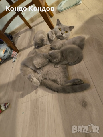 Британски и шотландски котенца, снимка 9 - Британска късокосместа - 52602908