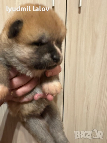 Акита Ину родословие документи, снимка 9 - Акита ину - 53076997