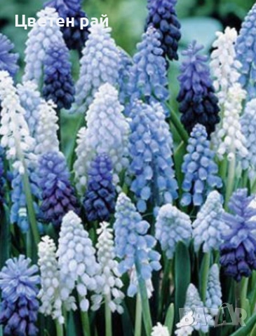 Луковици на мускари микс 10бр 5€, снимка 6 - Градински цветя и растения - 53639383