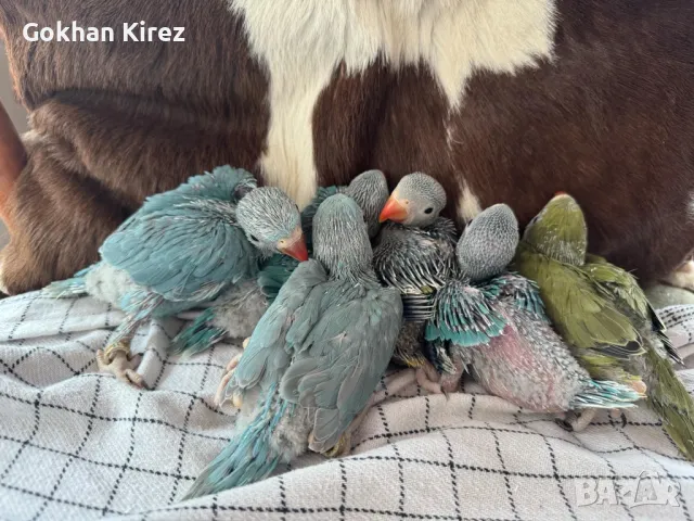 Папагали Малък Александър, снимка 4 - Папагали - 49697096