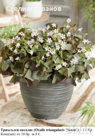ТРИЪГЪЛЕН / ТРИЛИСТЕН ОКСАЛИС - РАЗЛИЧНИ СОРТОВЕ (РИЗОМИ), снимка 4 - Сортови семена и луковици - 53654556