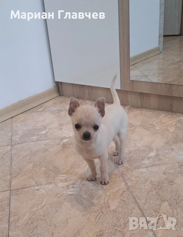 Изгодно - Мъжки мини късокосмест Чичуахуа на 3 месеца с 2 ваксини, снимка 4 - Чихуахуа - 53208311