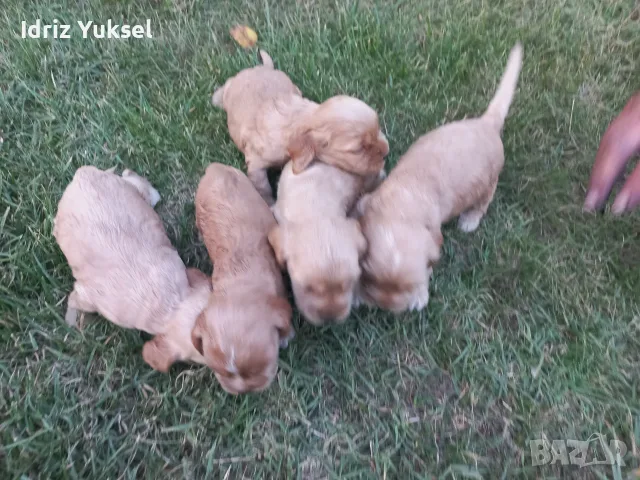 Кокер  шпаньоли, снимка 3 - Кокер шпаньол - 56106191