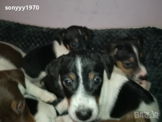 ДЖАК РЪСЕЛ ТЕРИЕР-БЕБЕТА//ВИДИН 2609252206, снимка 13 - Джак ръсел териер - 51851833