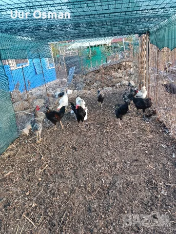 Продавам млади петли, снимка 4 - Кокошки и пуйки - 56398313