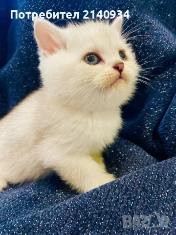Британско късокосместо котенце – мъжко, сребърна чинчила (чистокръвно) , снимка 2 - Британска късокосместа - 52902824