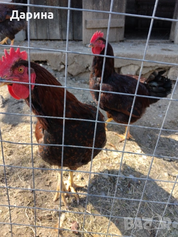Катунски петли на 5 месеца., снимка 6 - Кокошки и пуйки - 53838725