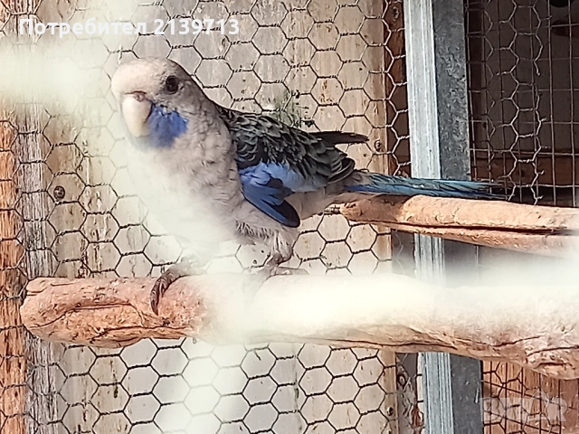 Продавам папагали Пенантови Розели , снимка 3 - Папагали - 52500695